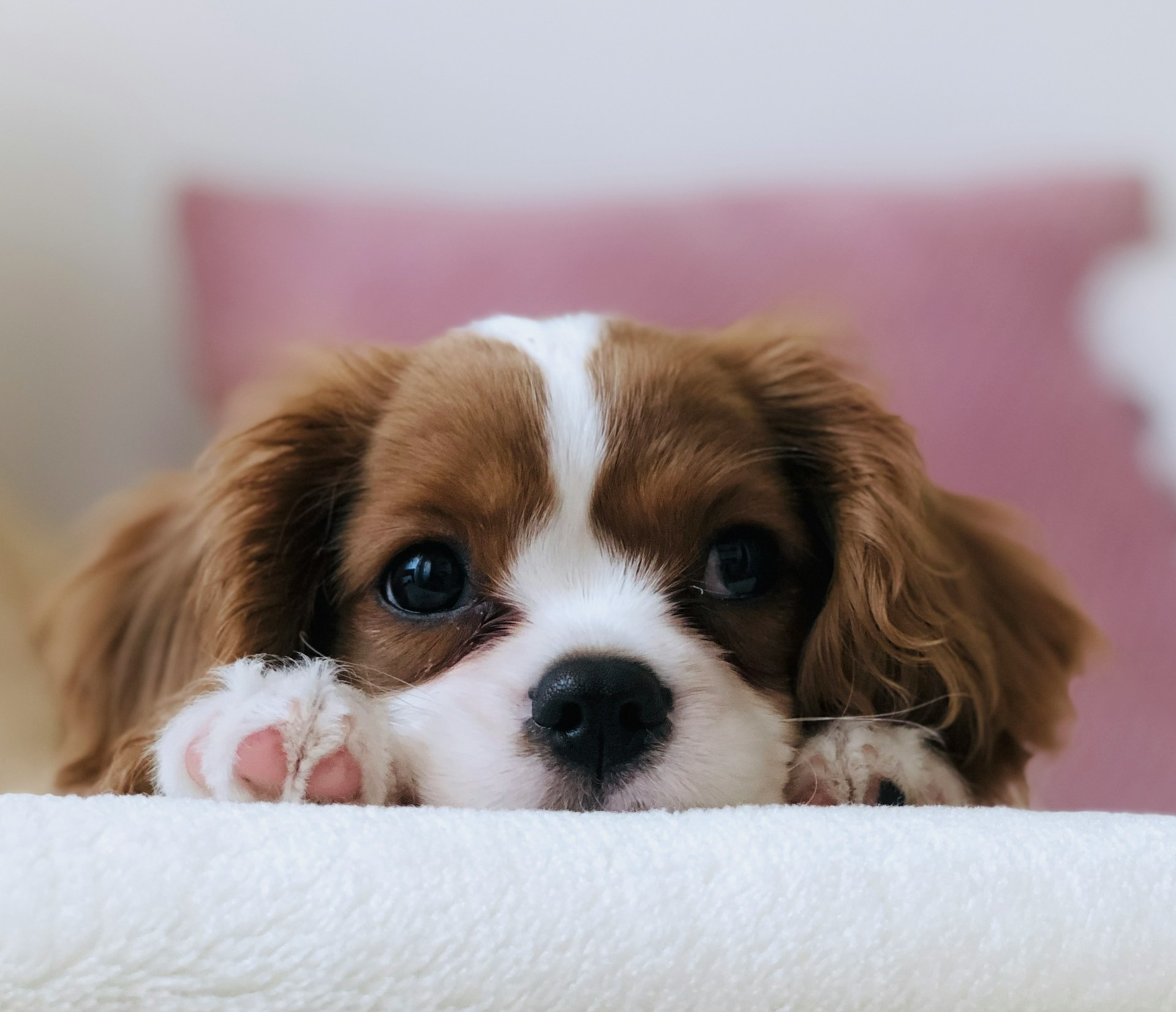 Puppy bundles