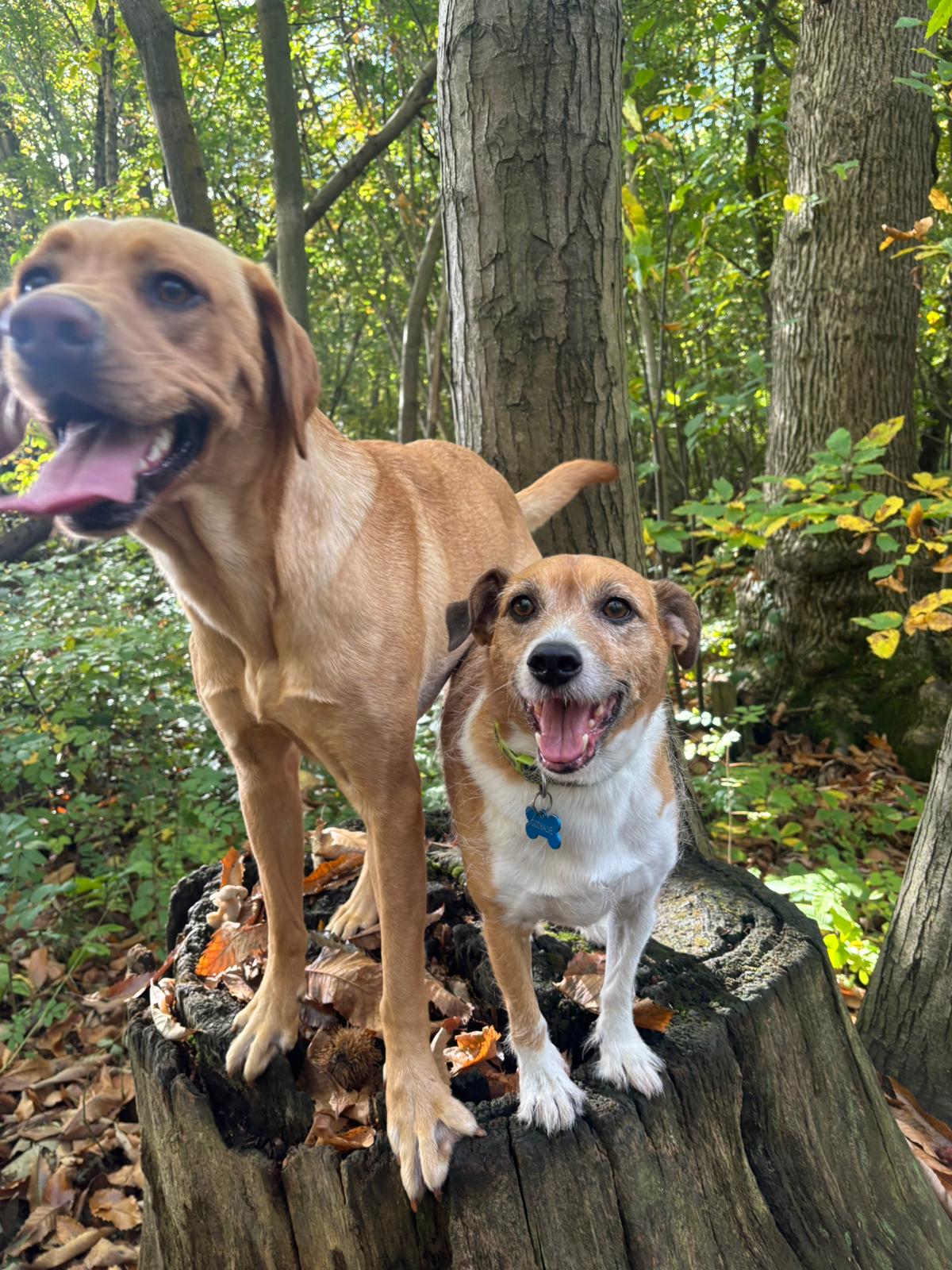 Countryside location used for a varied dog-walking adventure