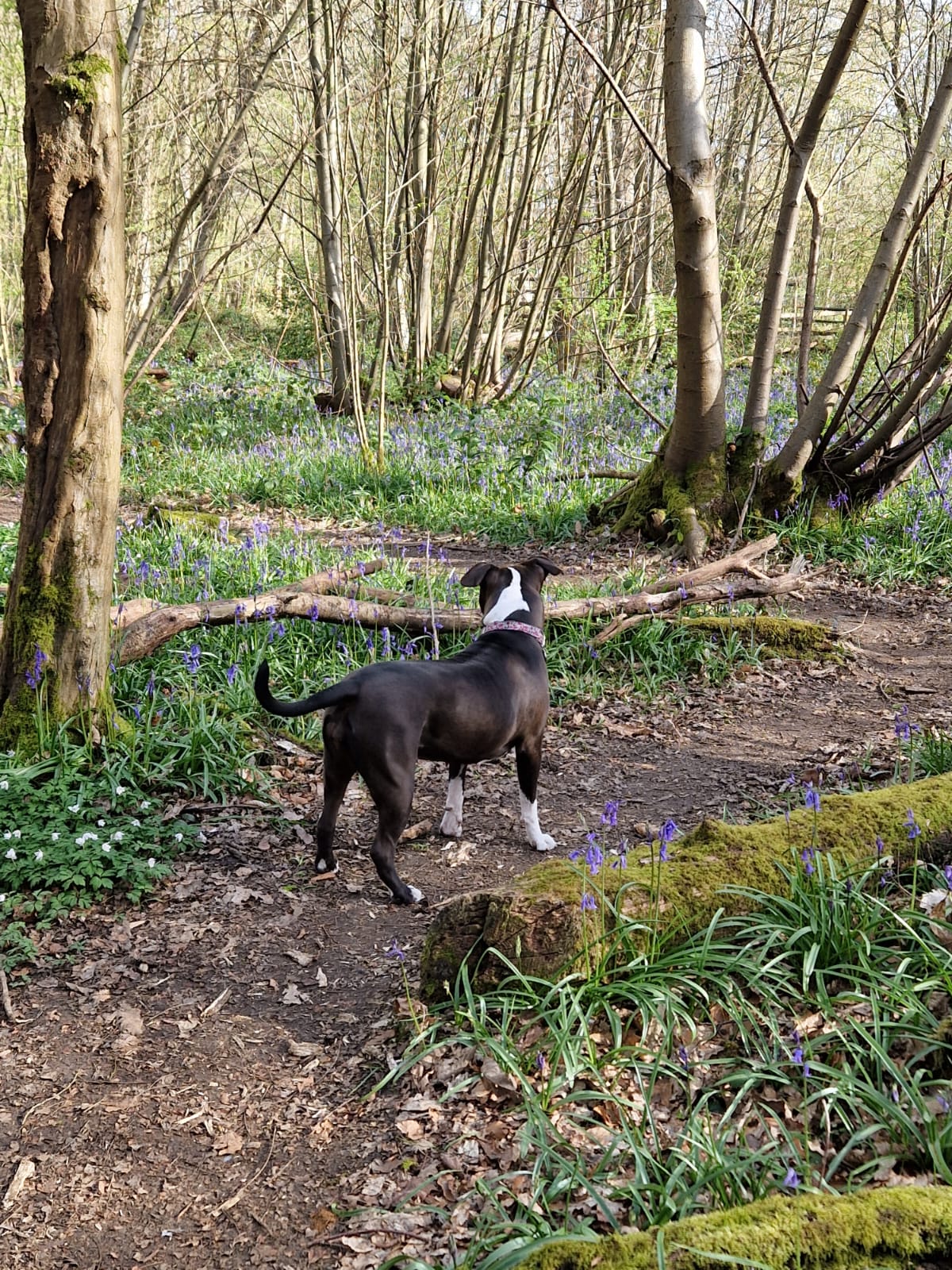 Energetic dog enjoying a two-hour adventure walk in the Kent countryside