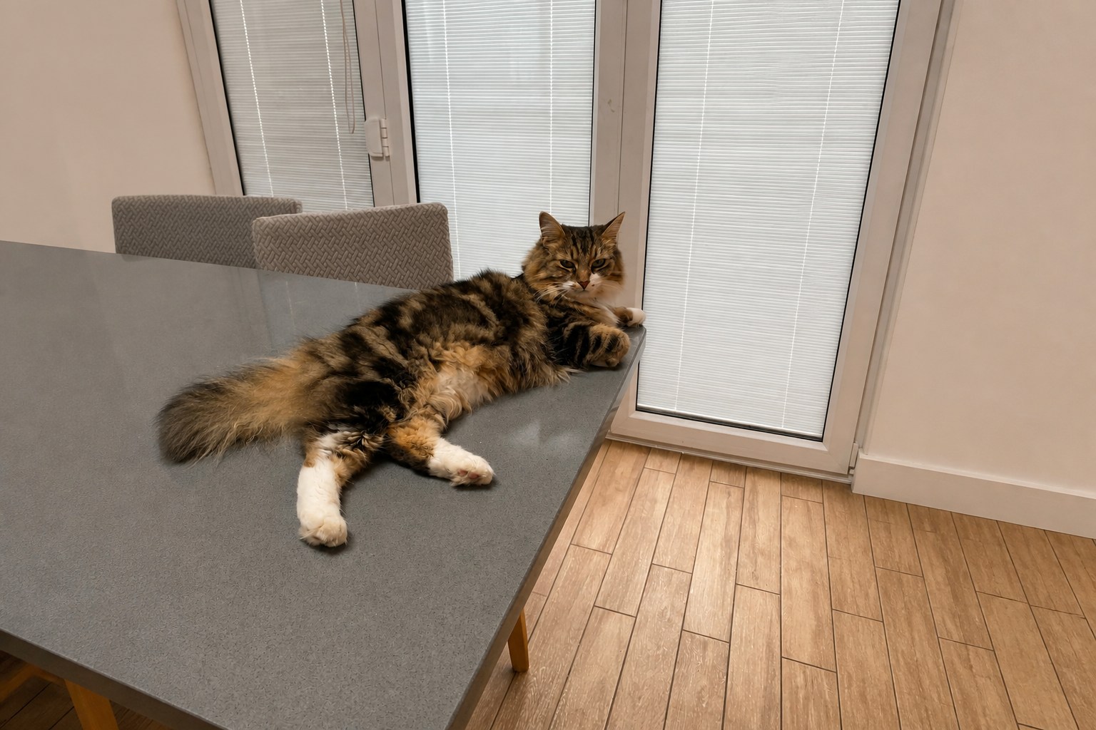 Cat receiving an at-home feeding visit
