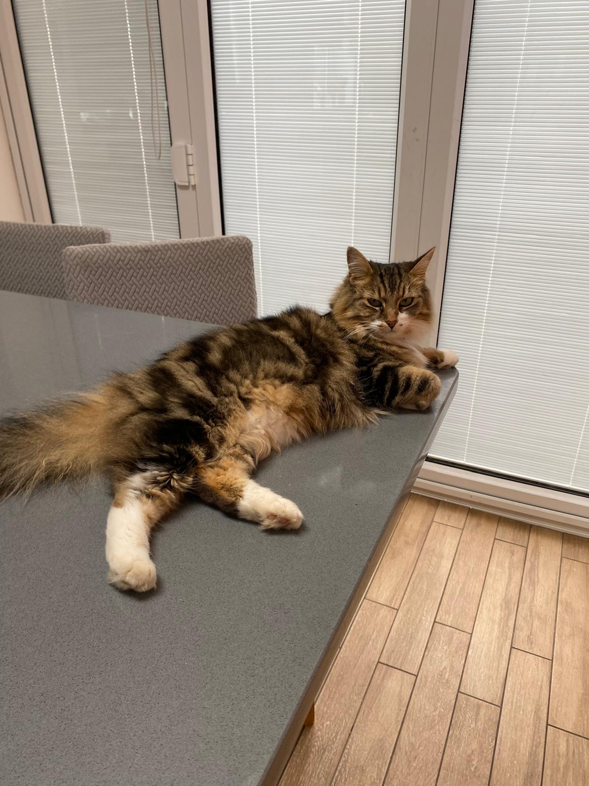 Cat receiving an at-home feeding visit near Snodland