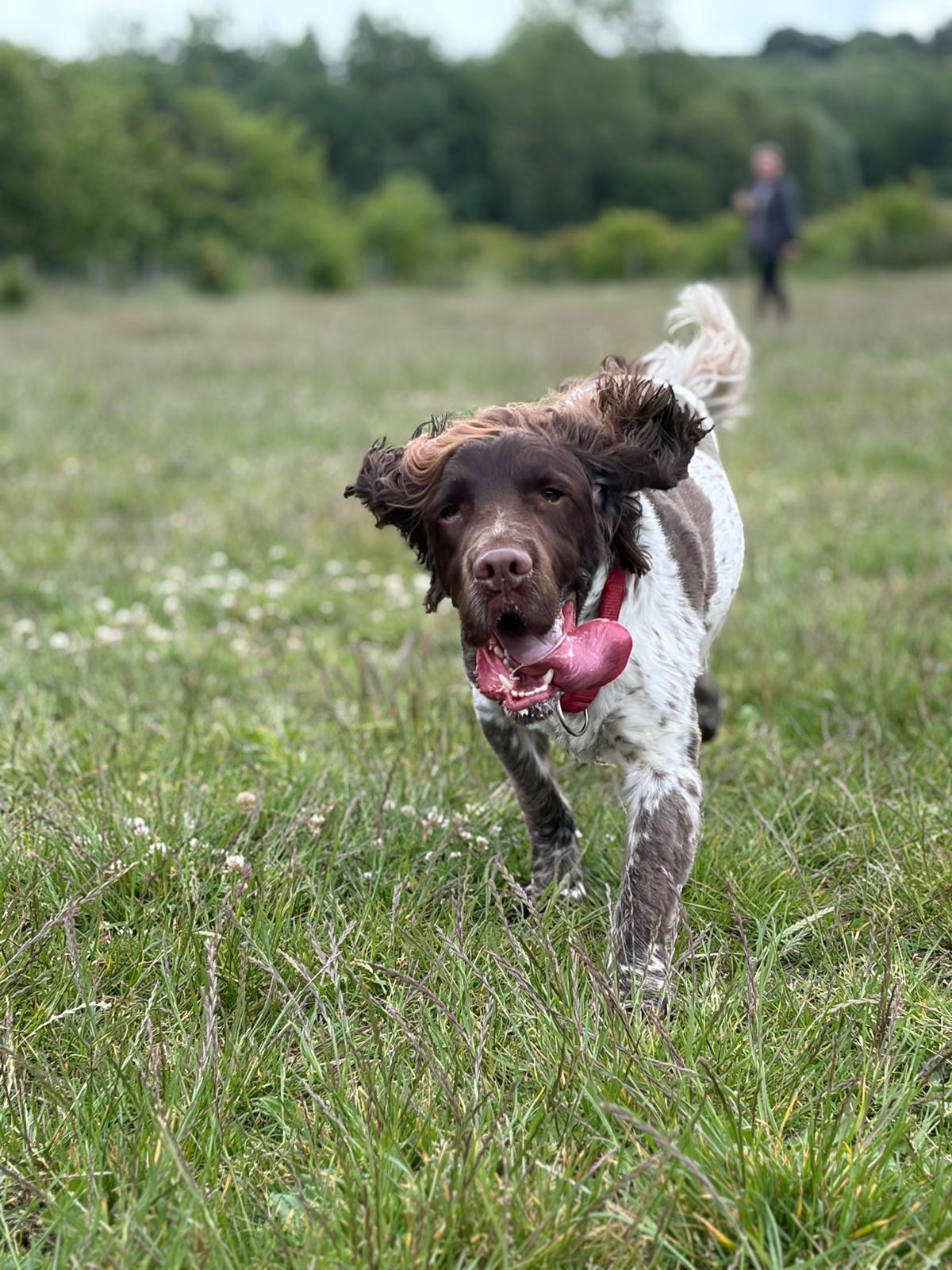 Enrichment and rest during a flexible dog daycare session