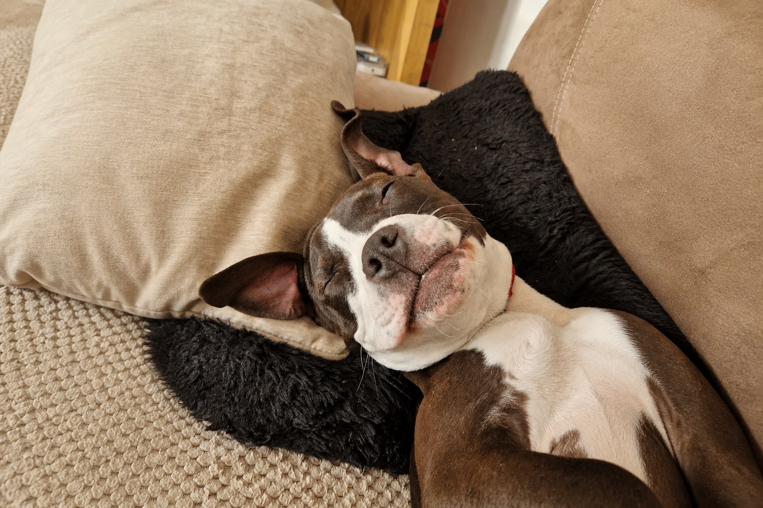 Dog enjoying daytime care