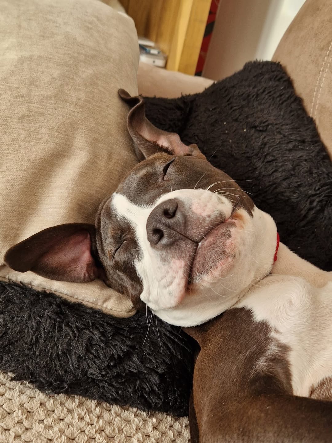 Dog enjoying supervised day care near Snodland