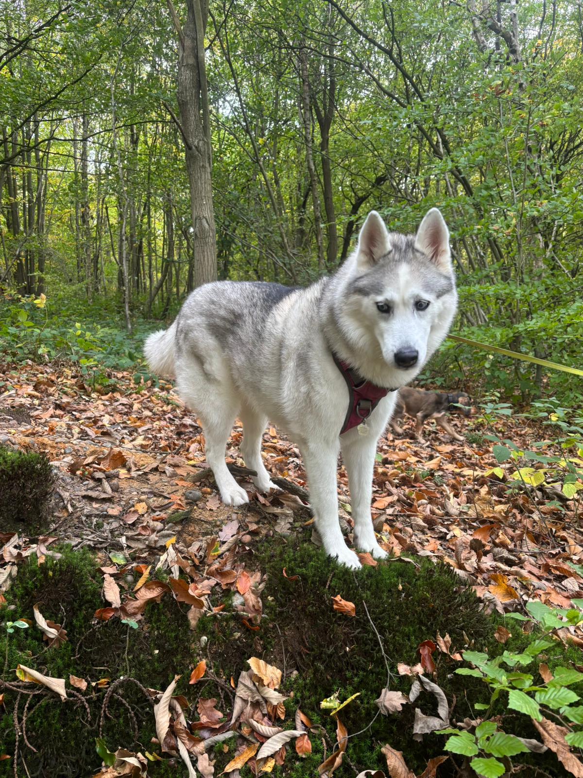 Elderly dog sniffing at a relaxed pace in a quiet location