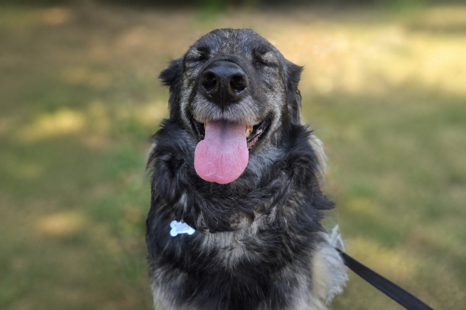 Older dog enjoying gentle care