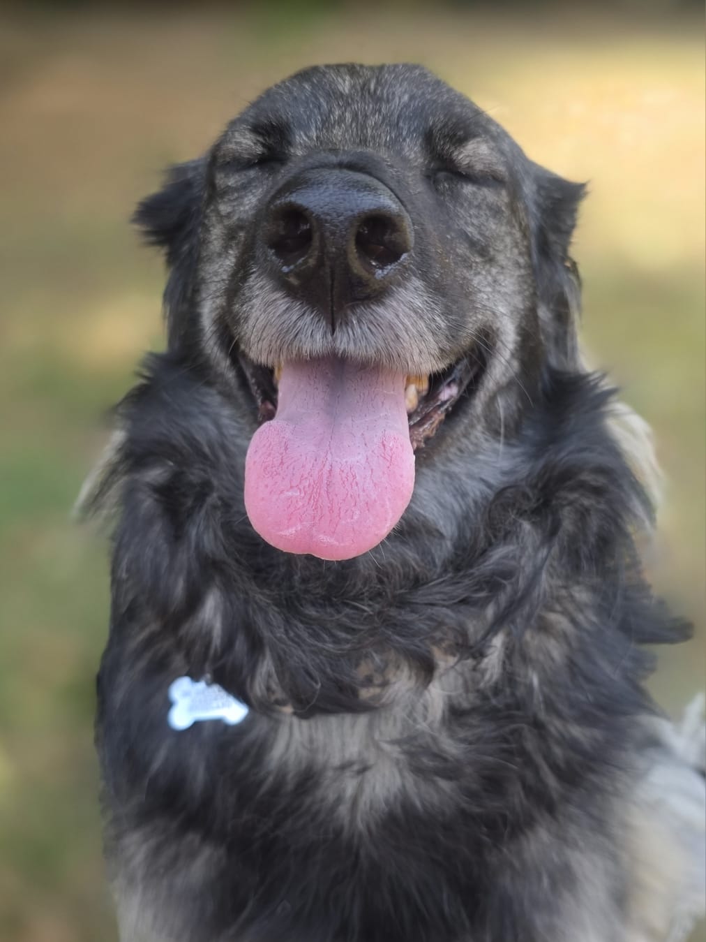 Older dog enjoying a gentle walk near Snodland