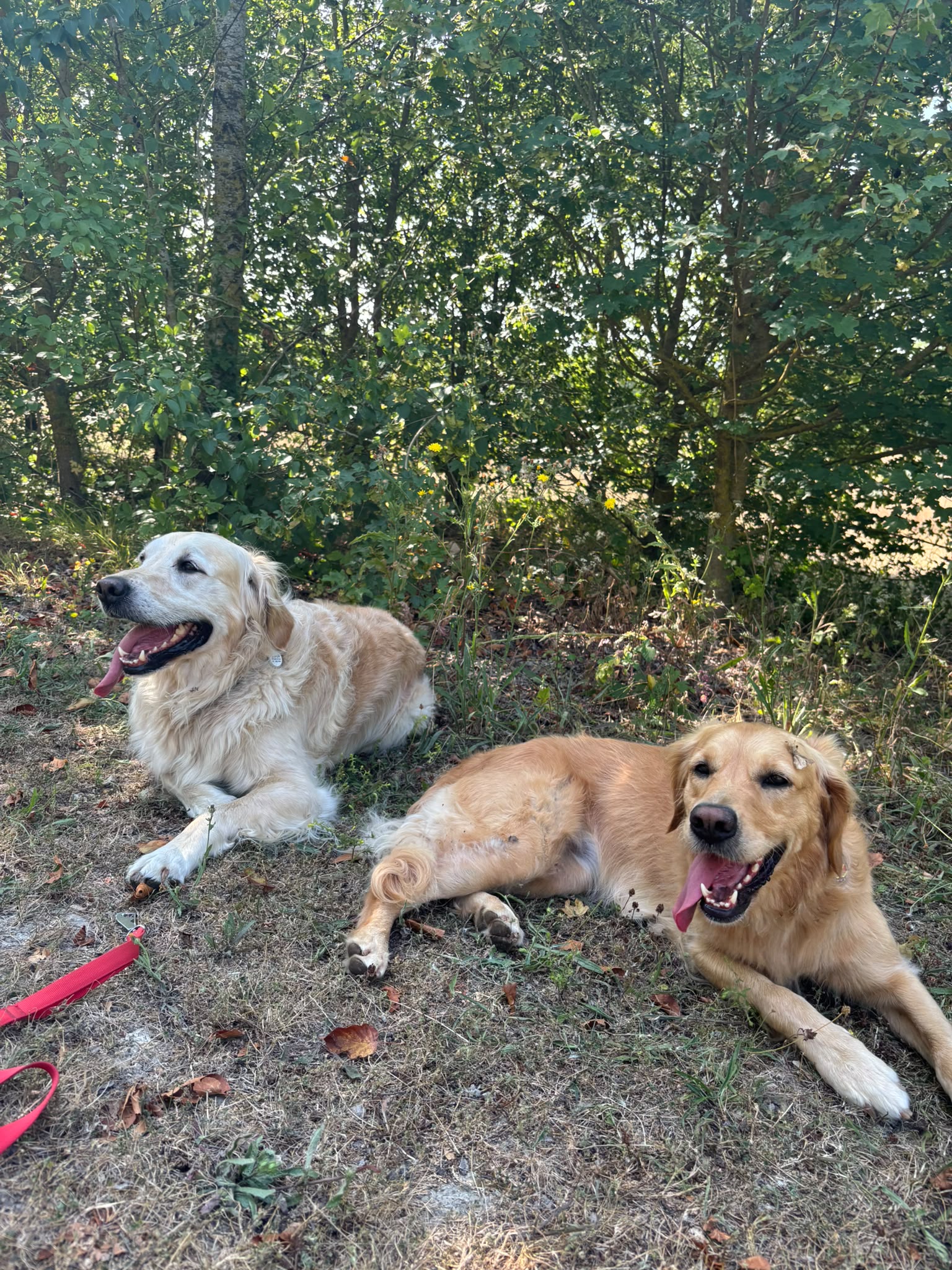 Comfortable pet-free home environment for exclusive dog boarding