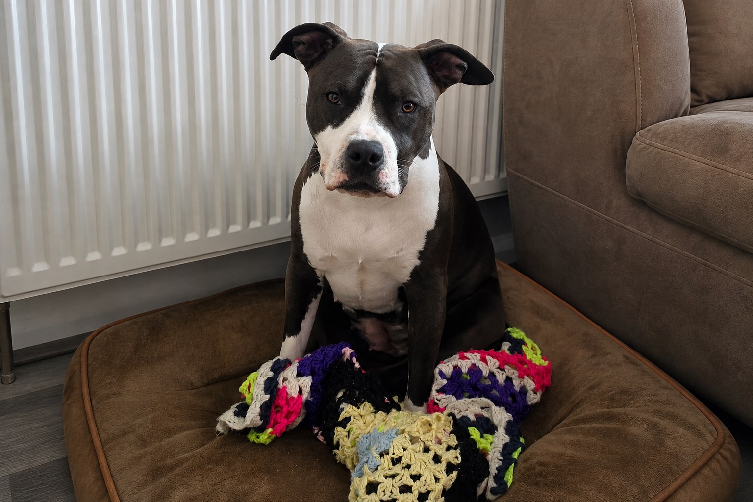 Dog relaxing during home boarding