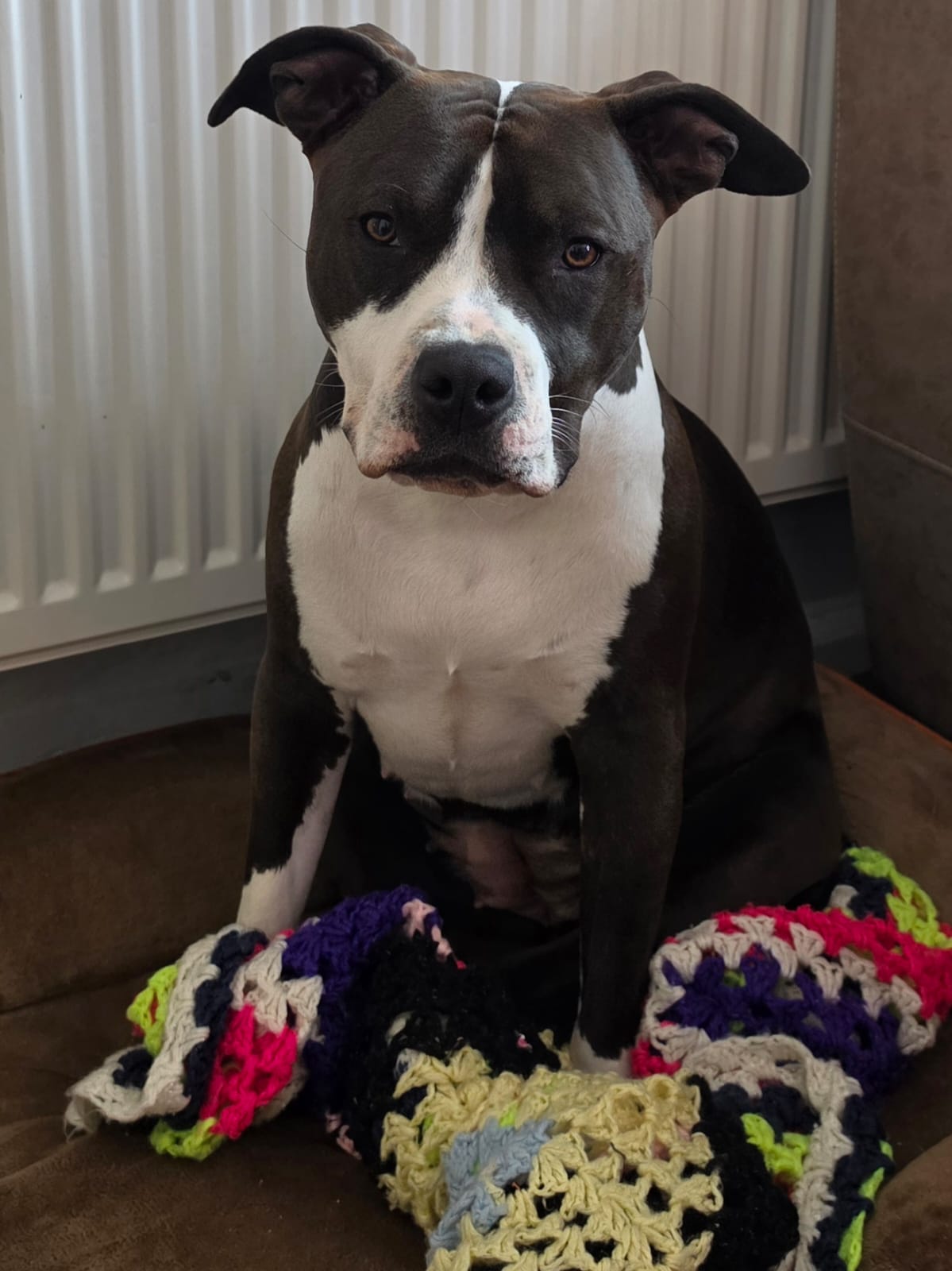 Dog relaxing during licensed home boarding in Kent