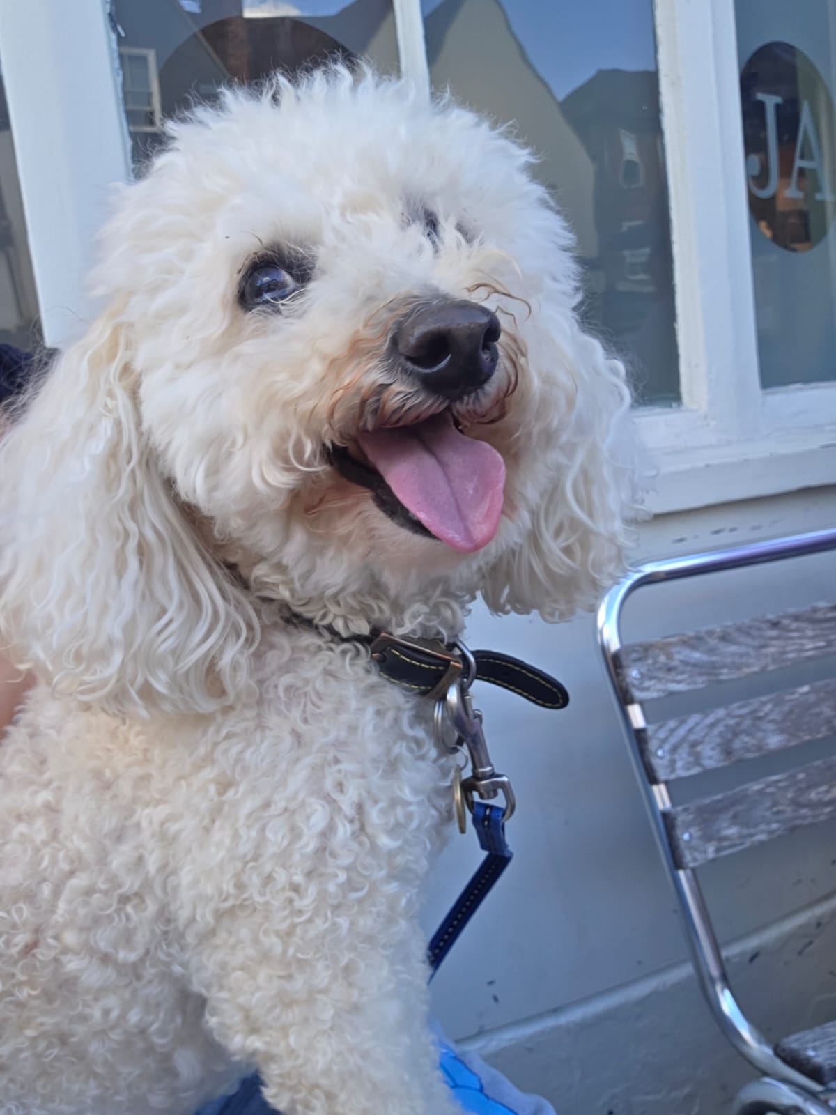Relaxed pets receiving house-sitting care in familiar surroundings