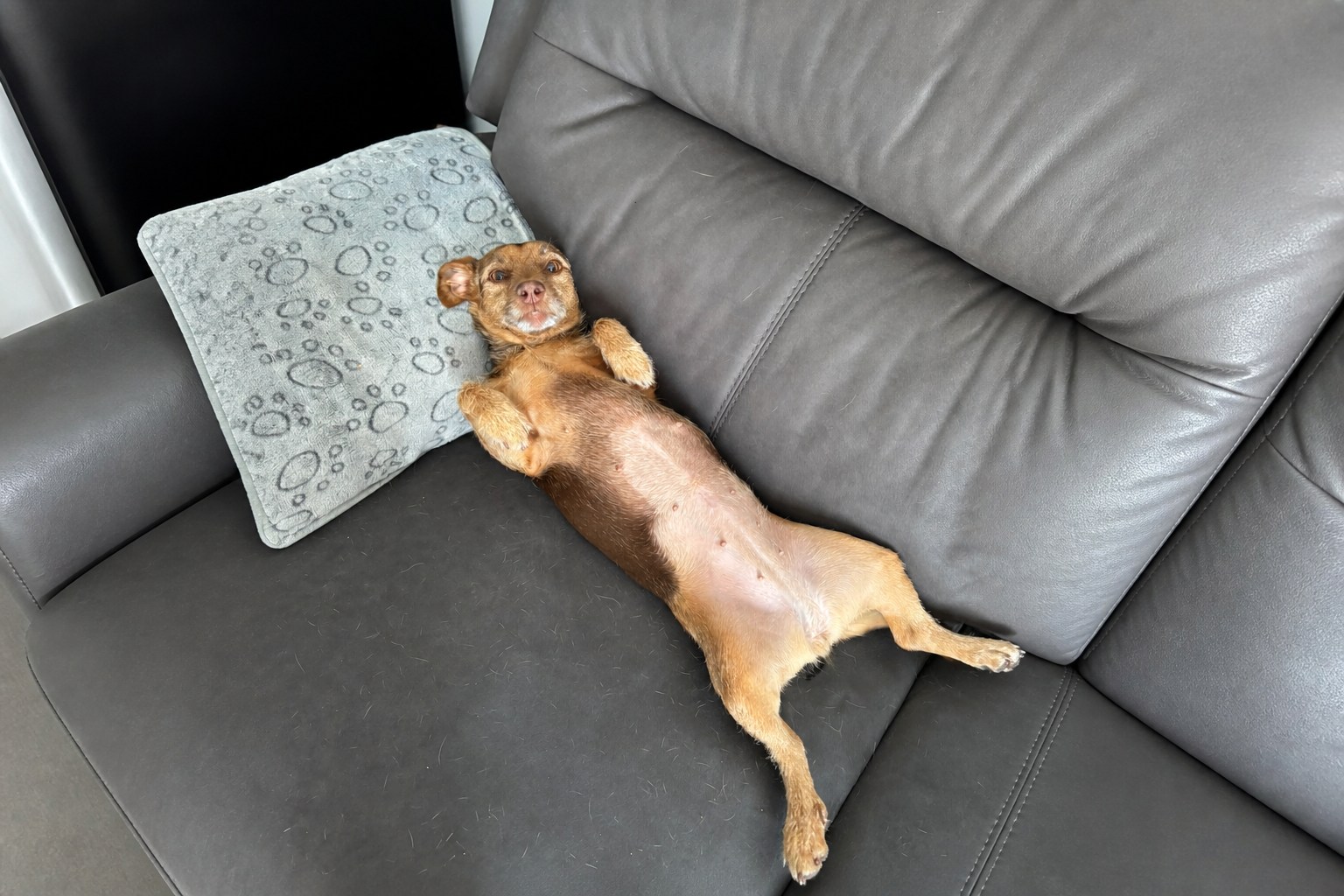 Dog receiving care during a house-sitting visit