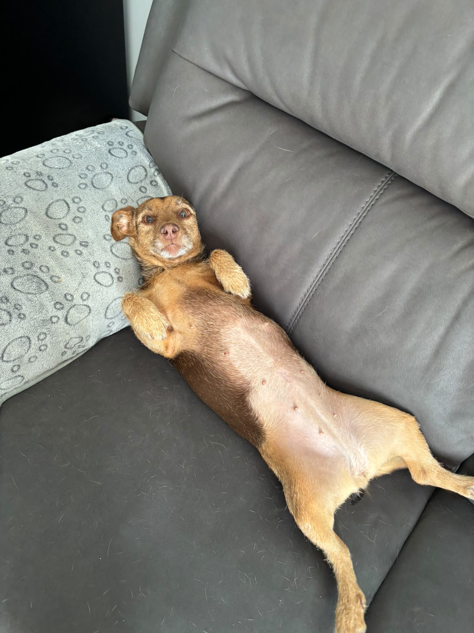 Professional pet sitter caring for a dog in its Snodland home