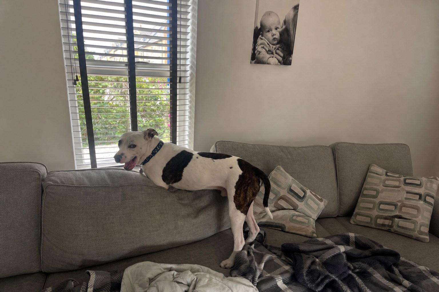 Pet receiving attention during a house visit