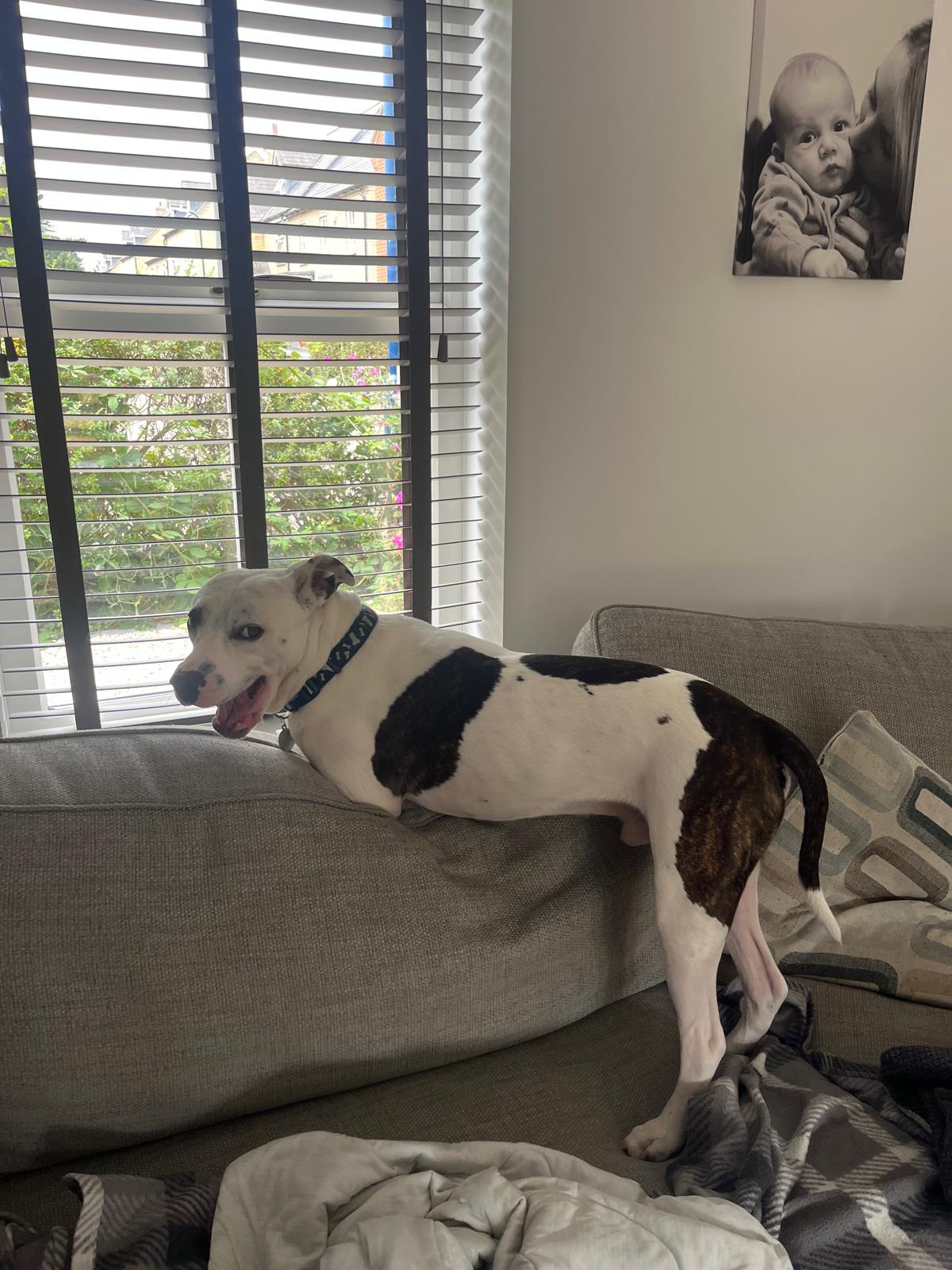 Pet receiving a professional house visit near Snodland