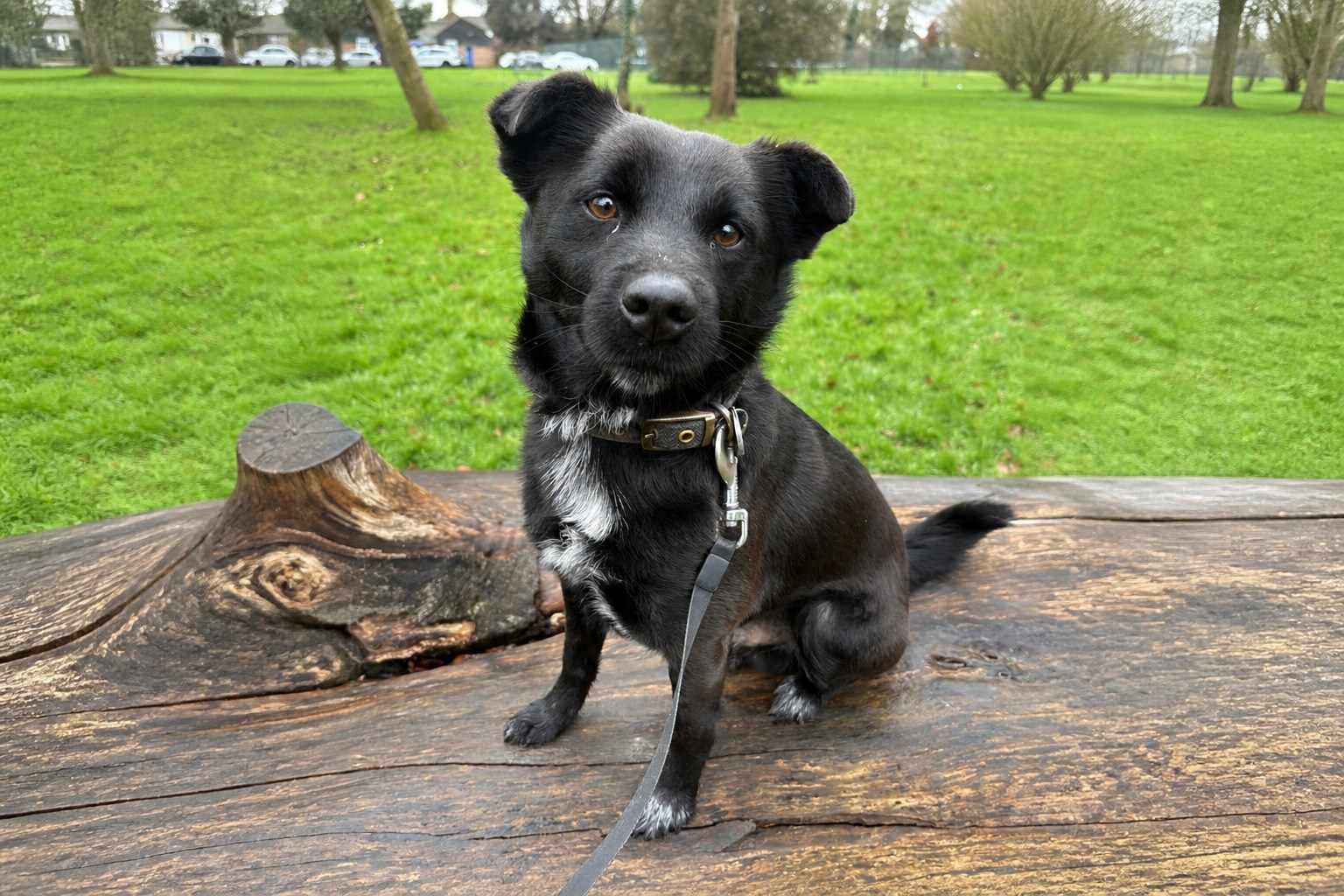 Puppy relaxing during a puppy-sitting session