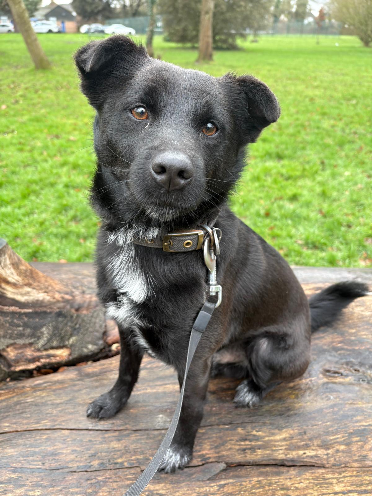 Puppy receiving a three-hour sitting service near Snodland