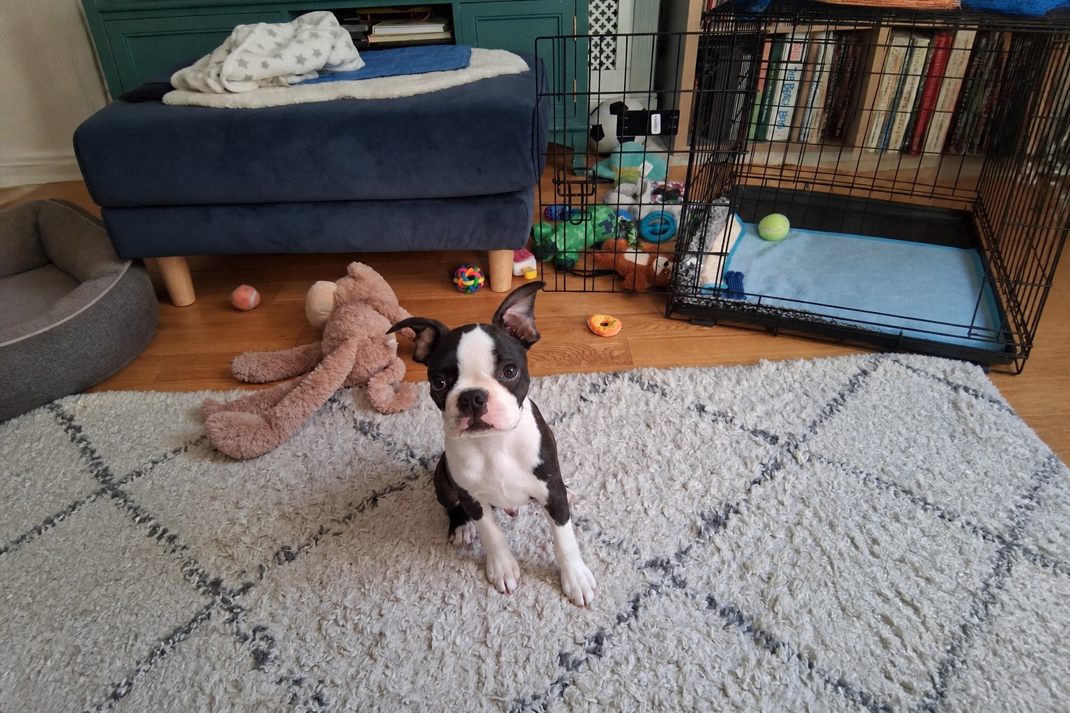 Puppy receiving care during a home visit