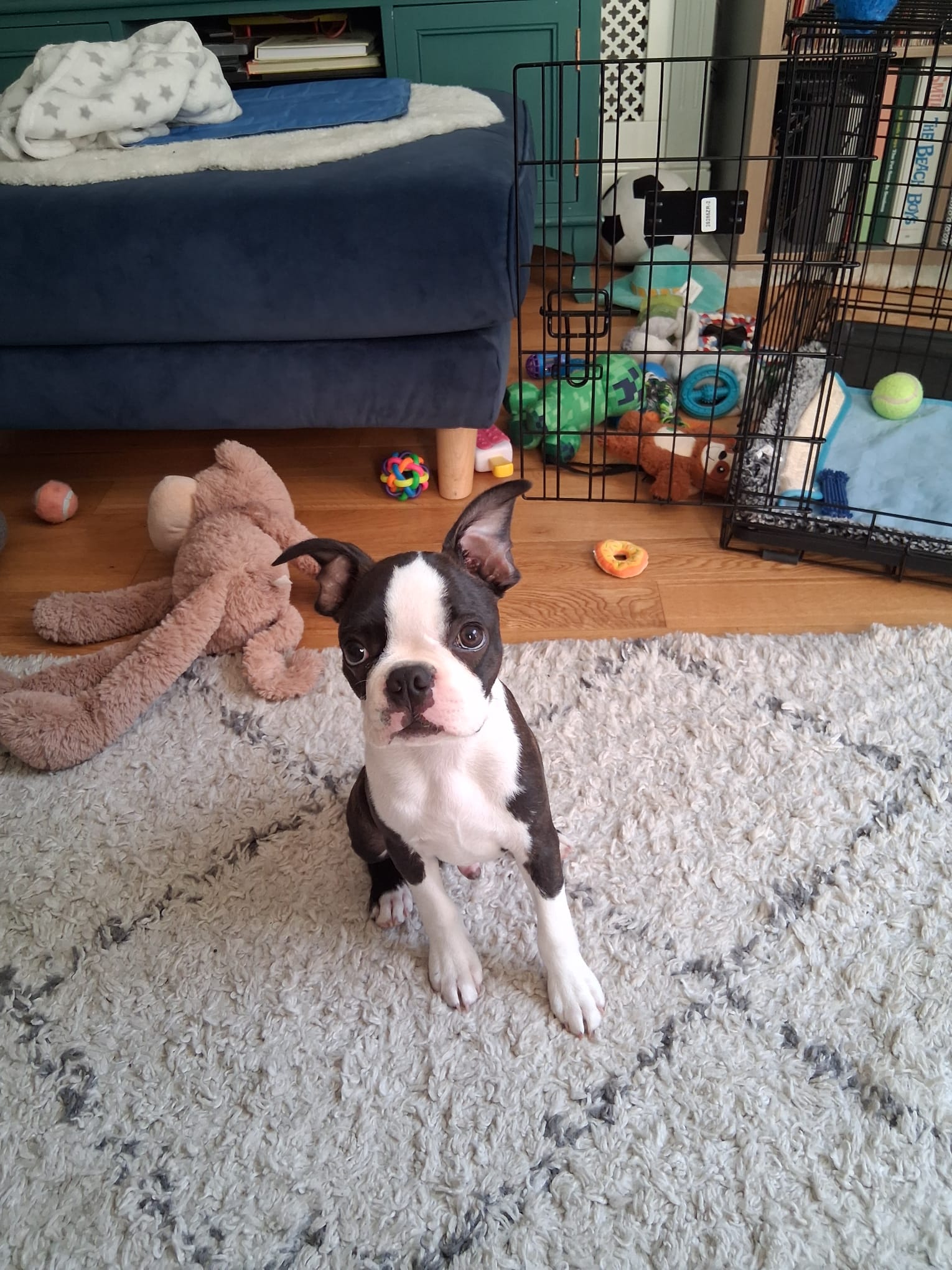 Young puppy receiving a gentle home visit near Snodland