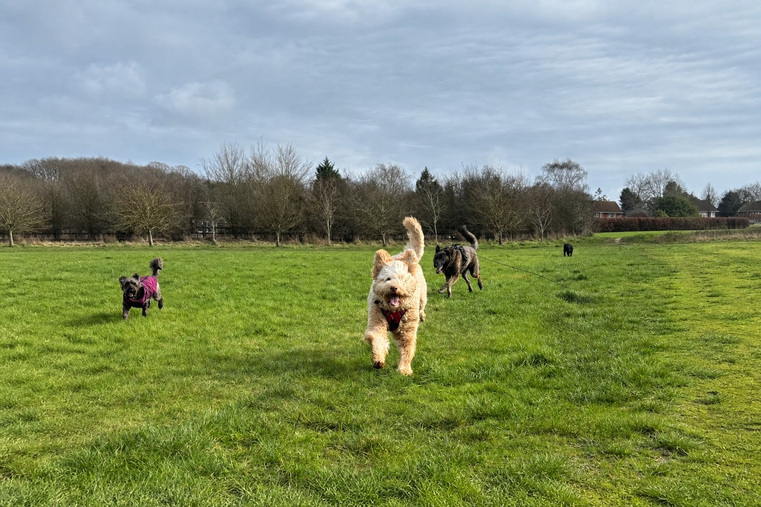 Dogs enjoying a social walk together