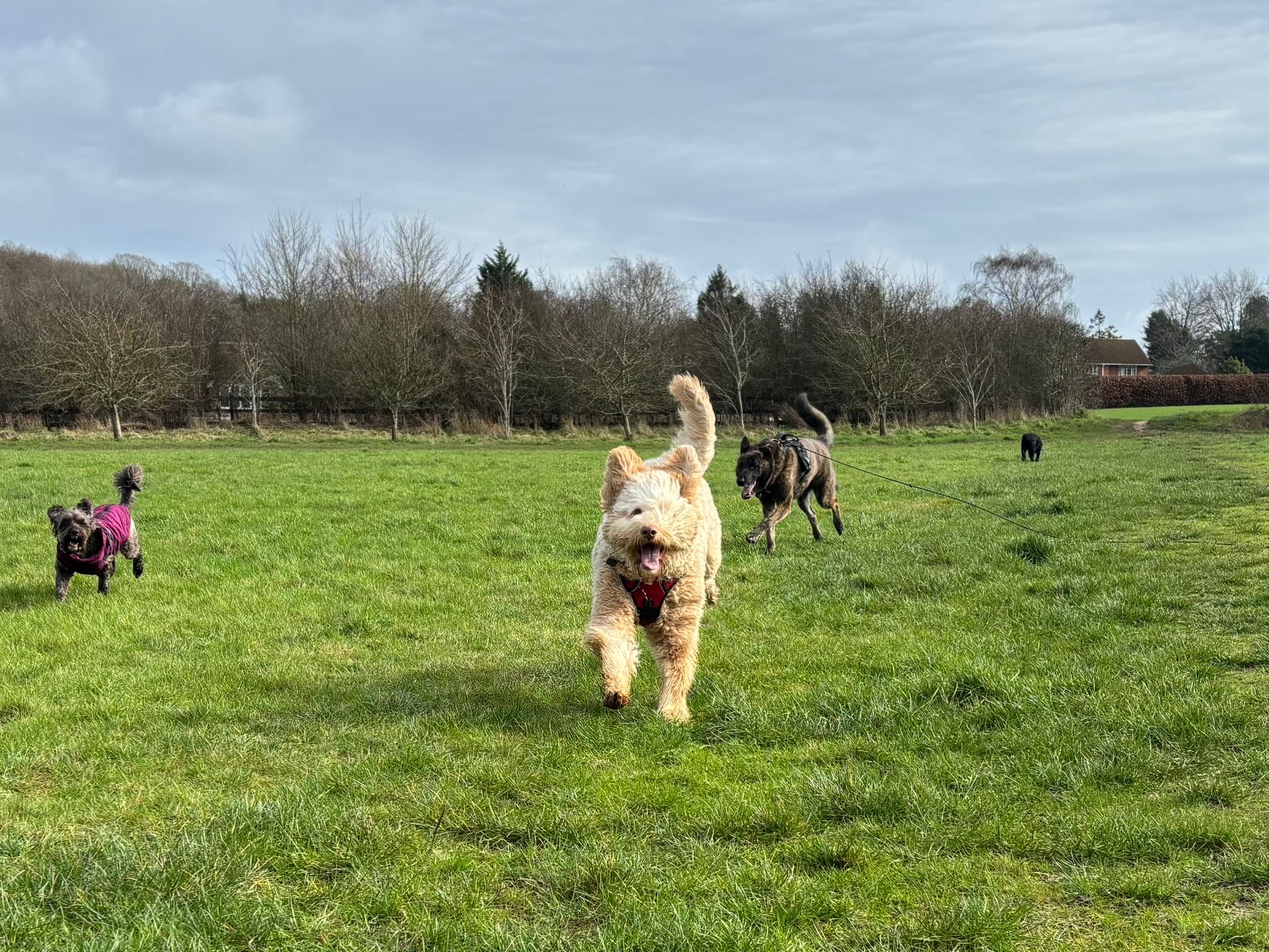 Social dog walk with a carefully matched group near Snodland
