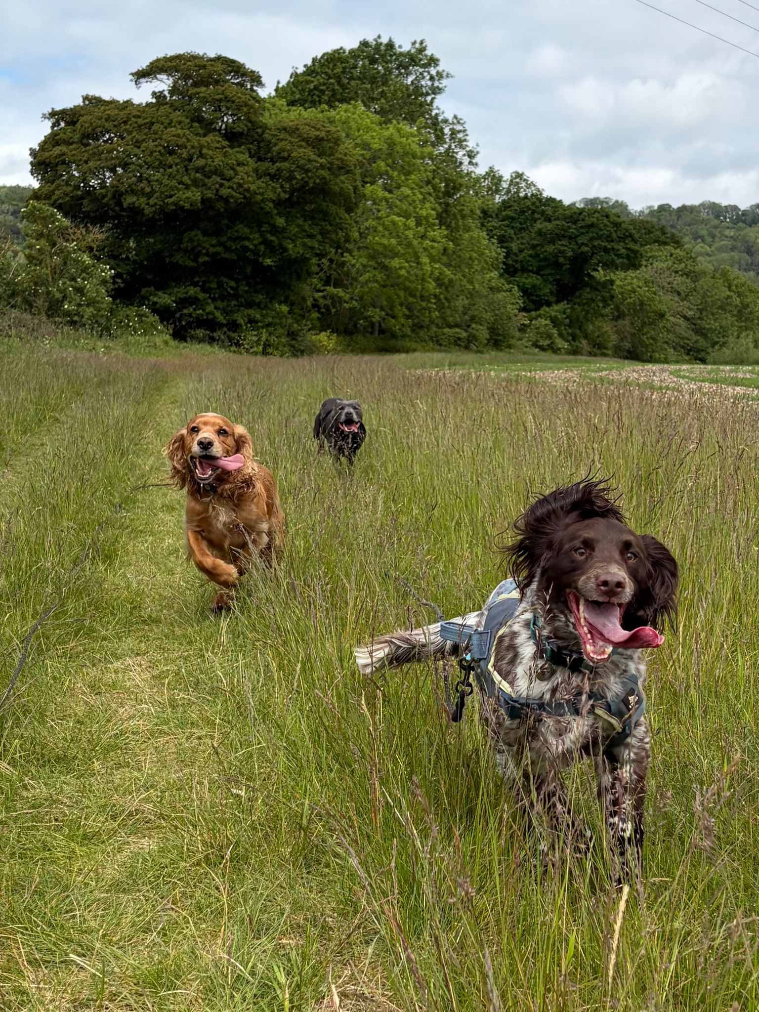 Dogs enjoying a social walk in a local green space