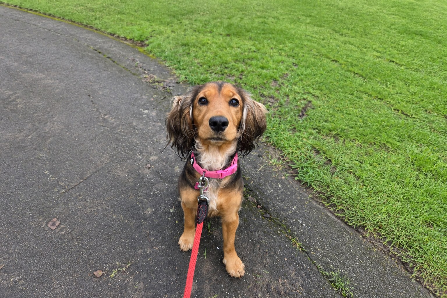 Dog enjoying individual attention on a solo walk