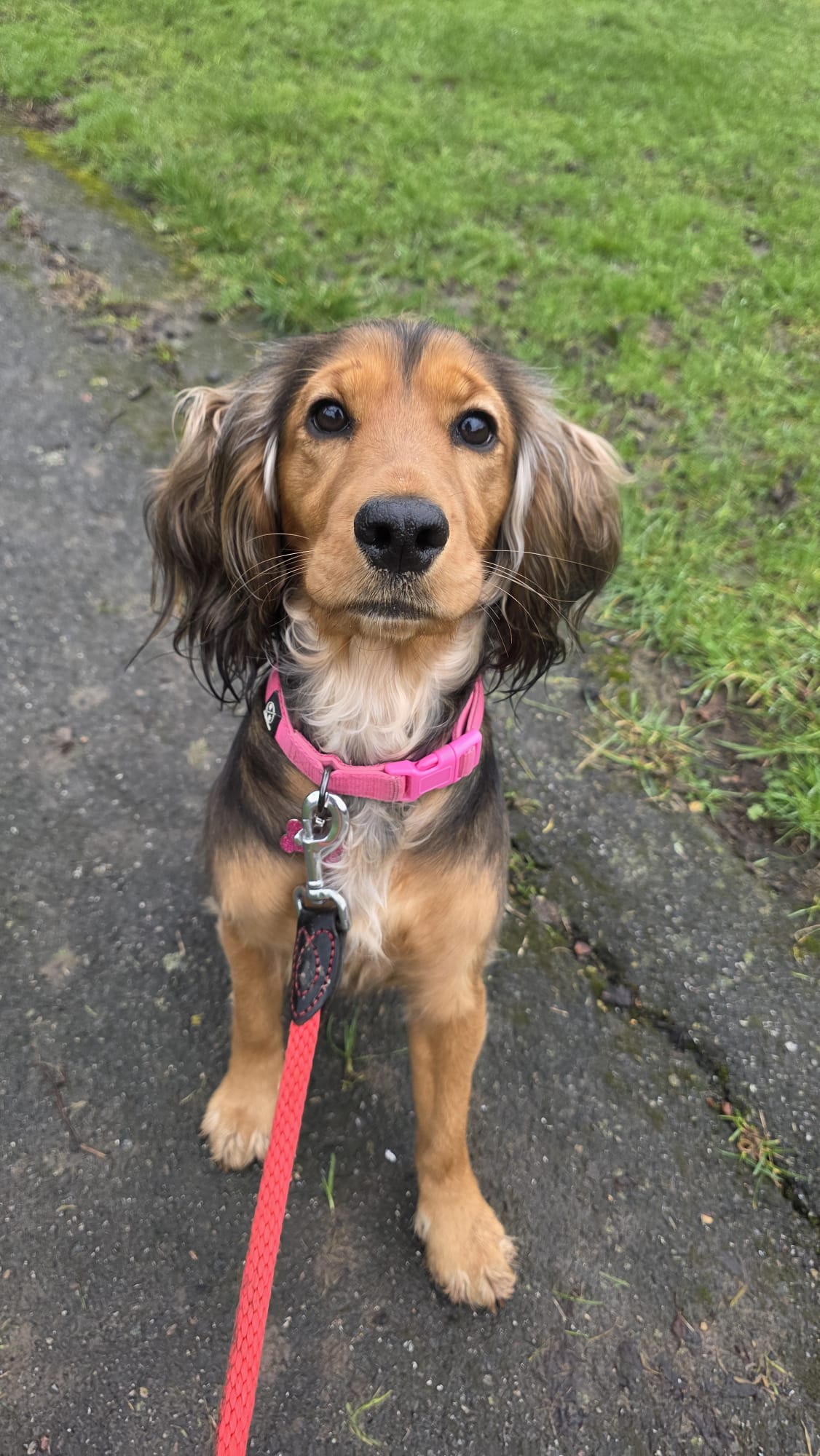 Dog receiving one-to-one attention on a solo walk near Snodland