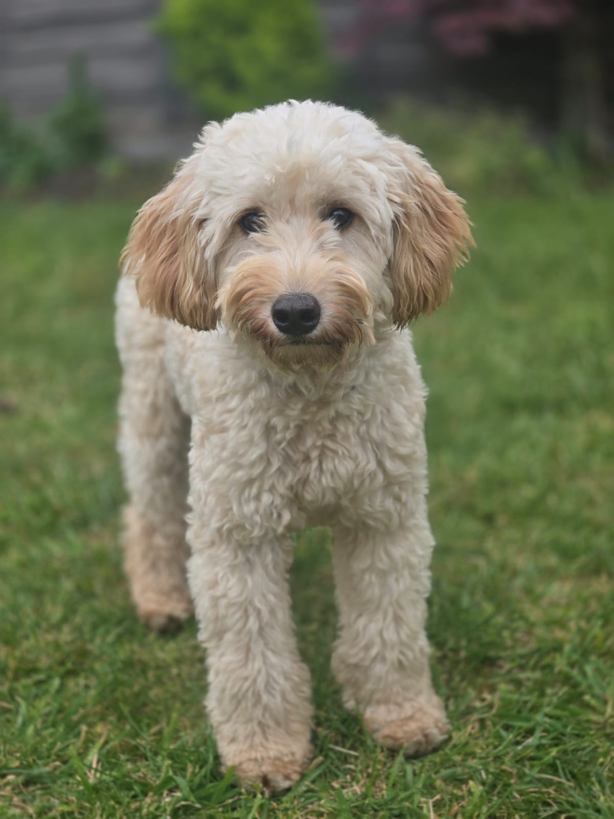 Dogs receiving company during a home garden visit