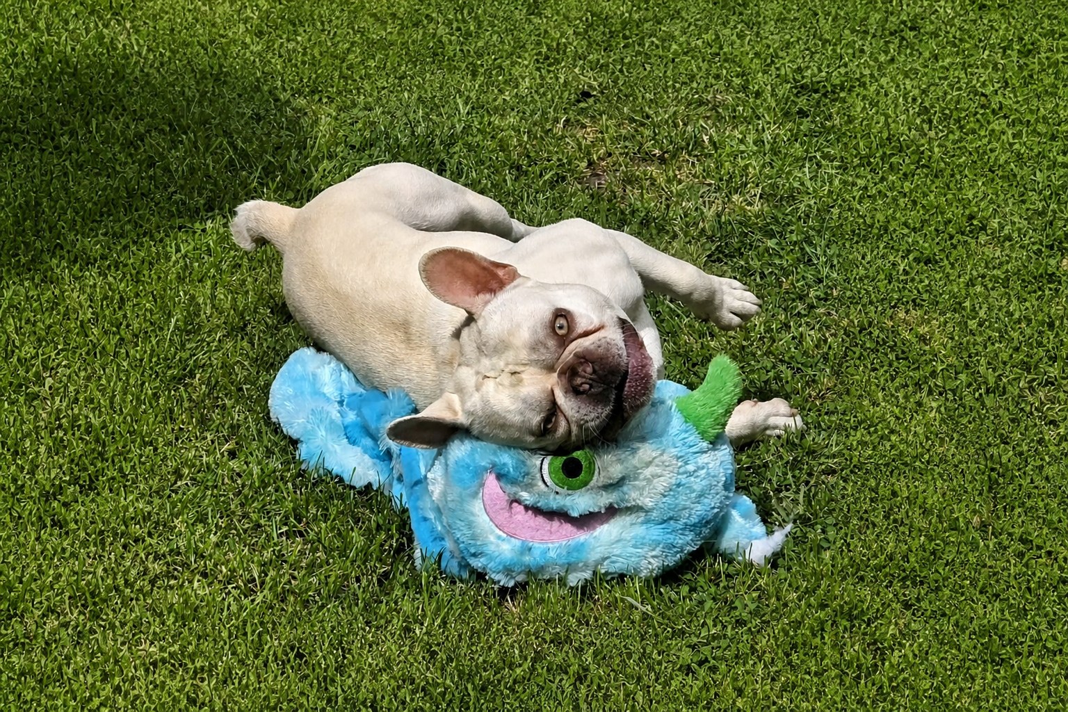 Dog enjoying a comfortable garden break